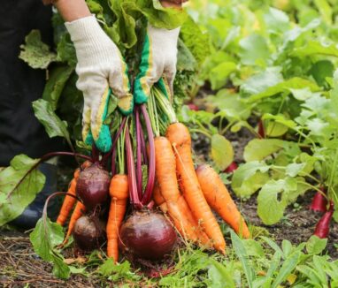 Farmer,Hands,In,Gloves,Holding,Bunch,Of,Beetroot,And,Carrot